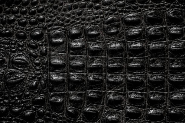 istock crocodile skin dark brown closeup as background 1464943270