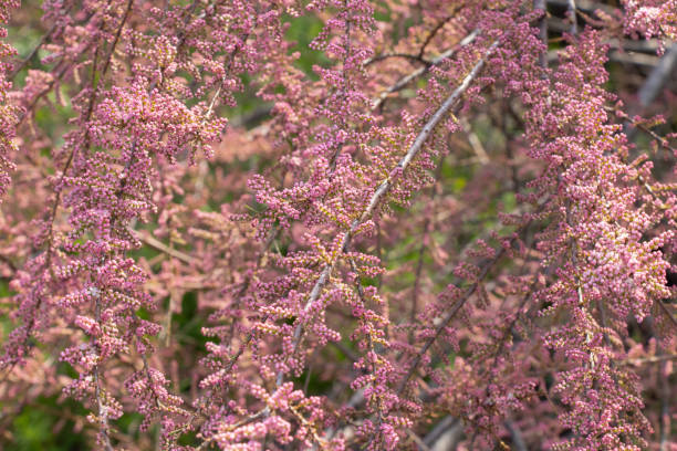 tamarix bush blooming in early spring