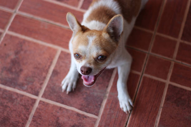 Dogs use their eyes to see things.