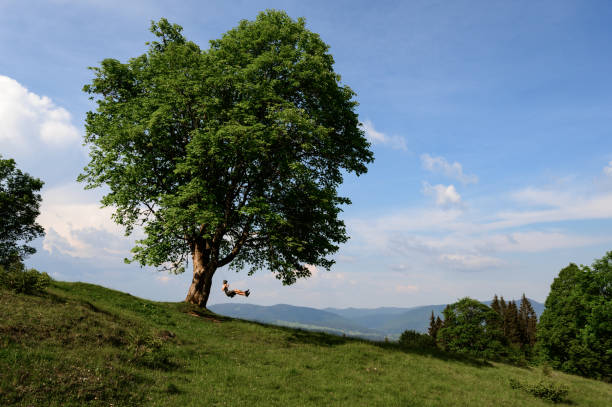 A child rides on a swing high in the mountains, a tree and a swing, a swing in the Carpathians.