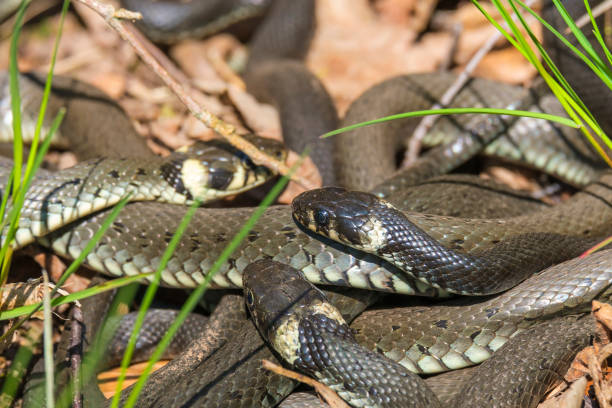 istock Grass snakes that are sunbathe in the spring sunshine 1464947912