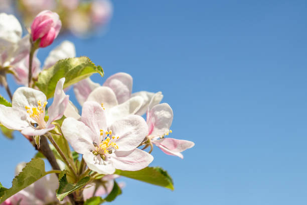 Apple tree flowers close-up against the blue sky. Copyspace. Background with flowers