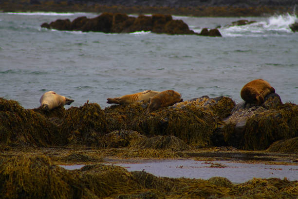 istock seals at Ytri Tunga Beach 1464948256