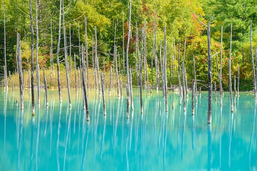 A scenic shot of the man-made Shirogane Blue Pond in Japan on a sunny summer day