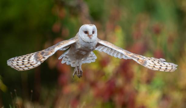 istock Barn owl in flight against a blurry colorful background 1464949750
