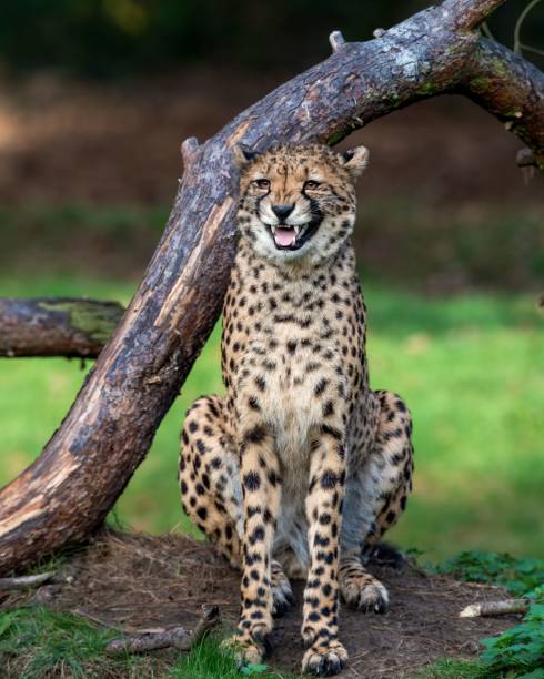 istock Young cheetah sitting by a tree and roaring 1464950150