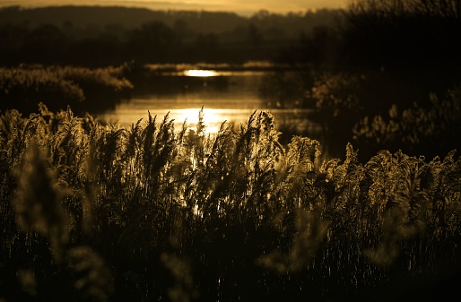 An idyllic landscape view of a lake surrounded by lush grass and tall trees illuminated by the warm orange light of the sun