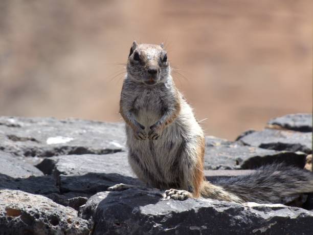 istock Closeup of a cute Squirrel standing in black rocks under sunlight 1464950568