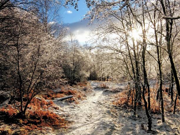 istock magical woodland in scottish winter 1464950811