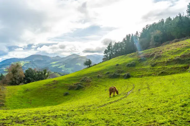 A natural view of a horse grazing on the greenfields in Santa Cruz de Tenerife, Spain