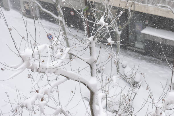 istock High view of a completely snow-covered tree 1464951000