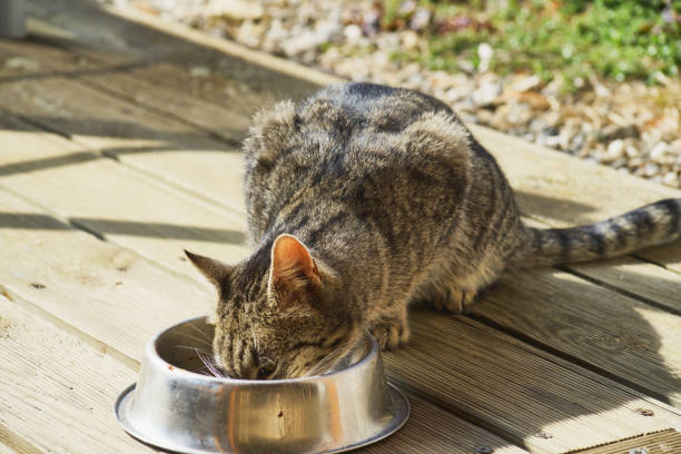 istock domestic cat eating pet food 1464951099