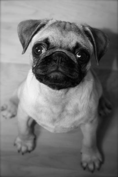 istock Pug Puppy on Hard Wood Floor 1464951133