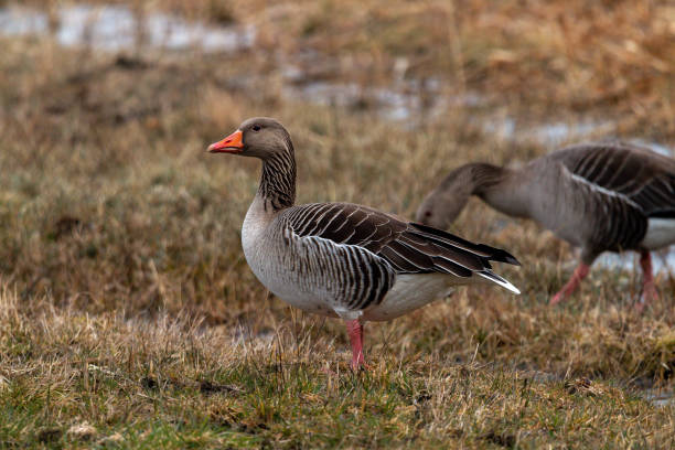 istock Gray geese in a meadow at daytime 1464951180