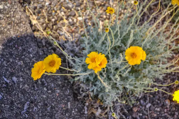 A simple yellow flower clinging to life by the side of the road. Yellow flowers right next to the asphalt of the road