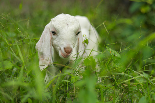 A cute little baby goat grazing in a green meadow