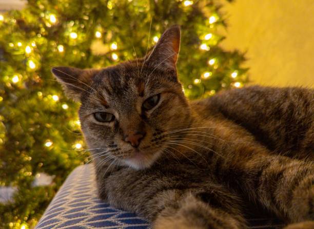 istock Cat with Christmas tree on the background 1464951383