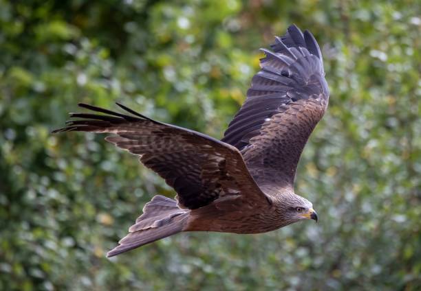 istock Selective focus of a black kite flying near sunlit green tree blurred background 1464951408