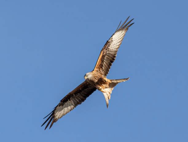 istock Low-angle of a red kite flying over a sunlit and clear sky 1464951425