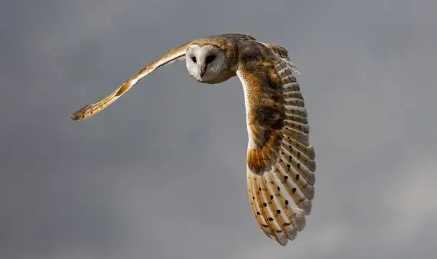Photo of Selective focus of a barn owl flying over gloomy clouds blurred background