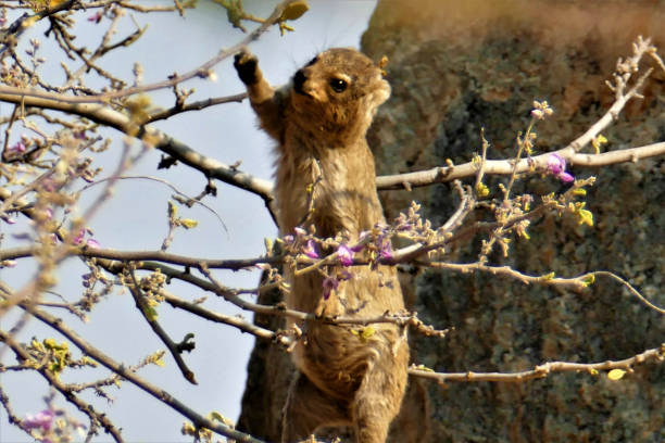 Selective focus shot of a Dassie hanging on a flowering tree in Namibia A selective focus shot of a Dassie hanging on a flowering tree in Namibia tree hyrax stock pictures, royalty-free photos & images