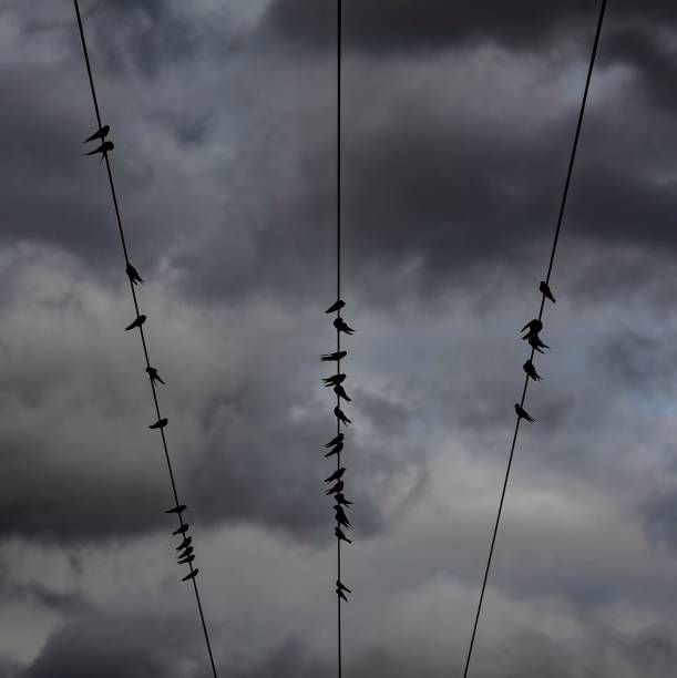 istock Low-angle of birds sitting on power lines against dark clouds 1464951474
