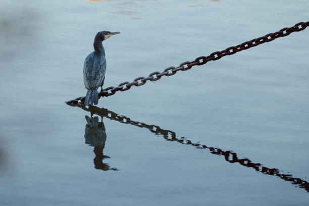 A great cormorant bird perched on cast-iron chain on the embankment is reflected on surface of water