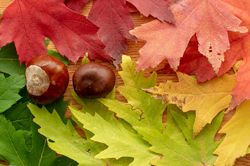 Two chestnuts on colorful dry leaves - perfect for autumn background