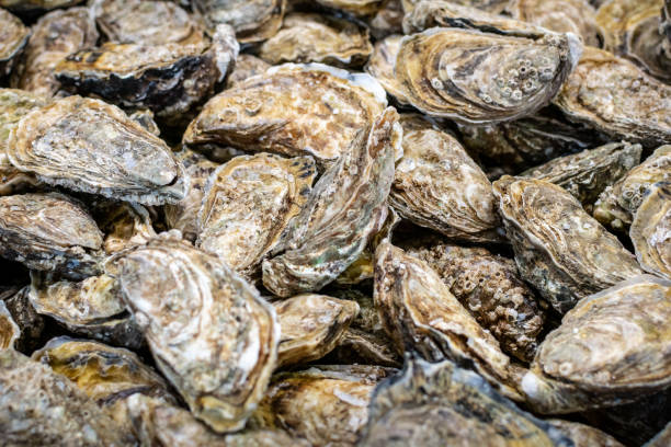 istock Gray oysters of medium size 1464951882