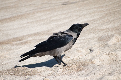 A closeup shot of a hooded crow (Corvus cornix) on the sandy beach