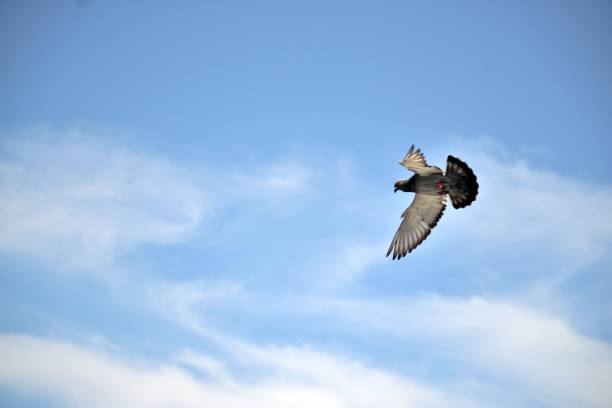 istock Pigeon flying against a cloudy sky 1464952723