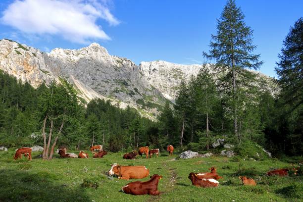 istock Cows in Triglav National Park Slovenia 1464952855