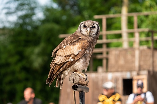 A shallow focus of a brown owl standing on wooden roll in the garden with blur background