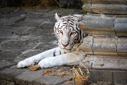 A Bengal tiger lying on rocky floor with grunge stone column in the park looking at the camera