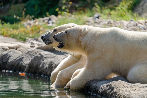 Two Polar bears toughing lake water with sunlight in the park