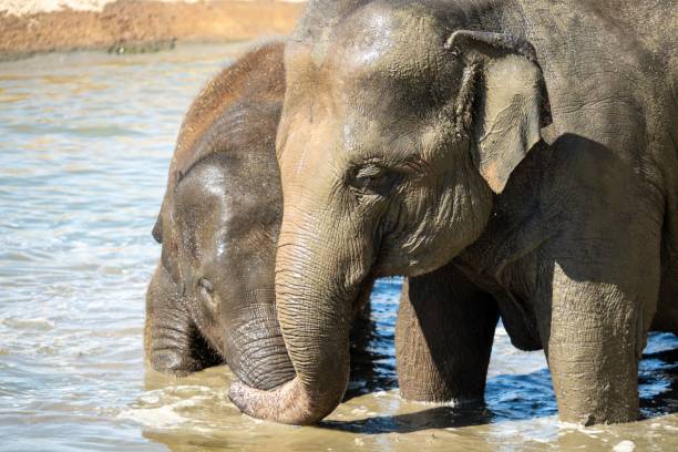 istock Indian elephants drinking water in the park with trees on a sunny day 1464953311