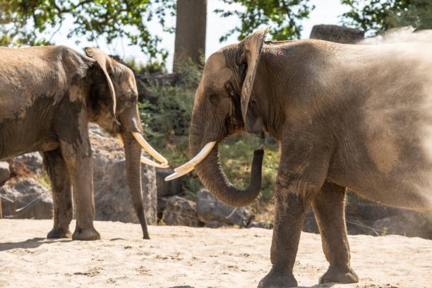 istock Giant Indian elephants in the park on a sunny day 1464953315