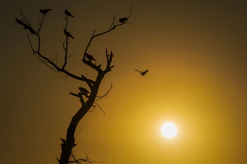 A silhouette of birds perched on dead tree at sunset and another bird going to land on it