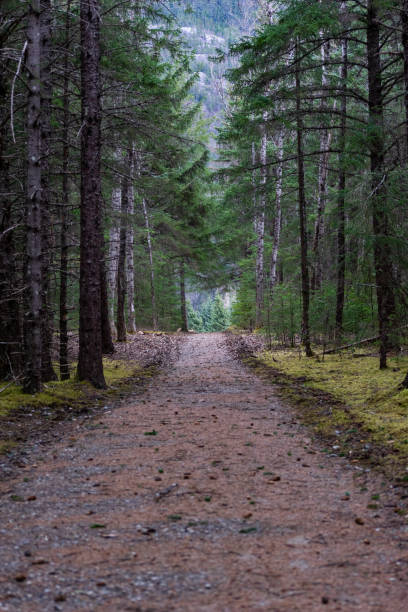 istock Vertical shot of a footpath in the forest 1464953657