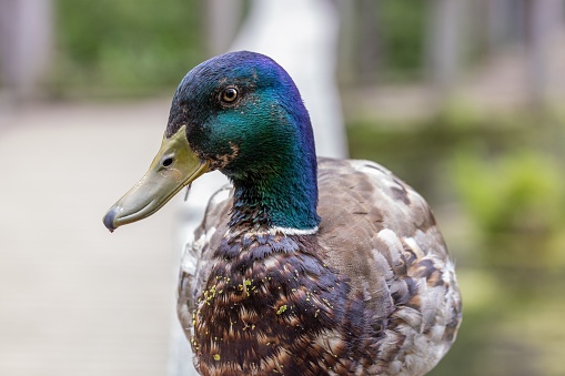A closeup of adorable mallard duck swimming in the lake
