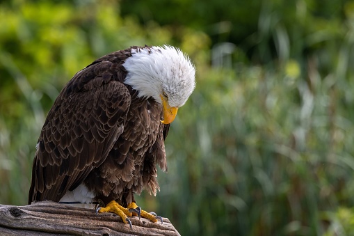 A closeup of a bald eagle looking down perched on a branch on blur background