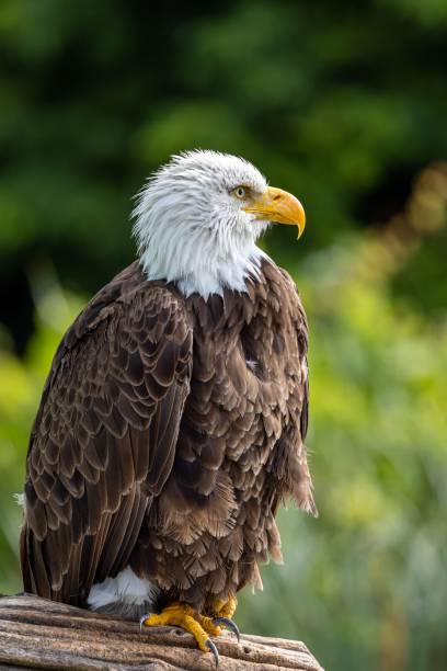 istock Vertical closeup of a bald eagle perched on a branch on blur background 1464954065
