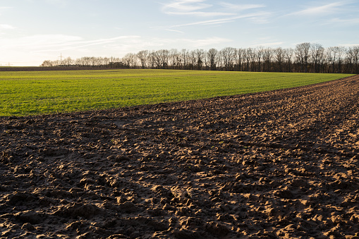 Grass field and plowed field on a sunny afternoon in spring with bare trees in the background