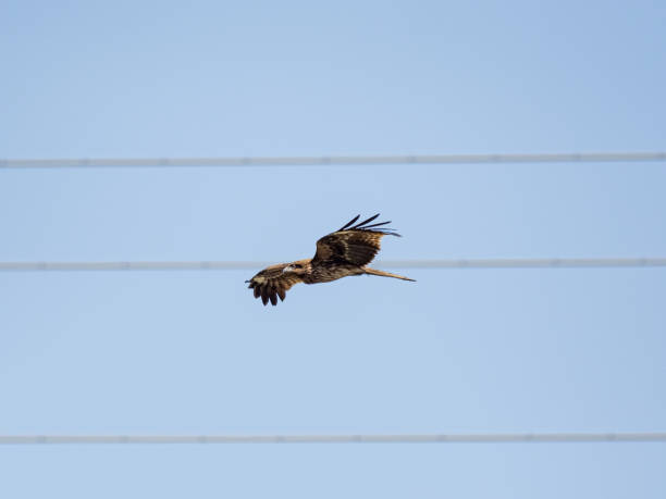istock Black-eared kite flying in the sky 1464955683