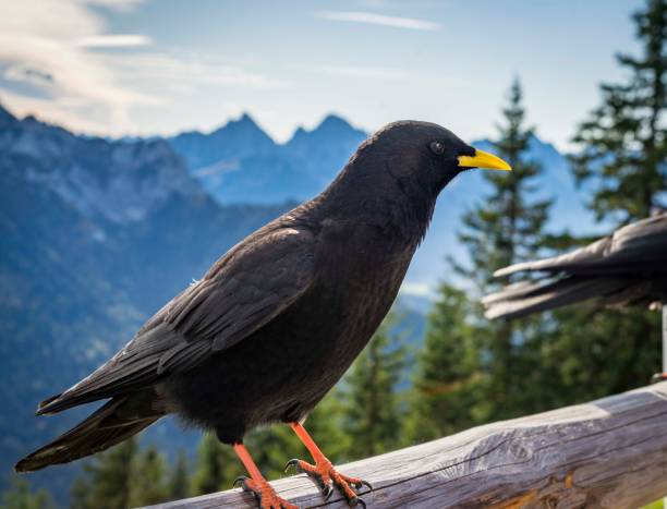 istock Red-billed chough perching on wood 1464955918