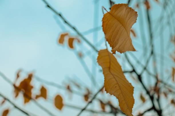 istock Closeup autumn leaves on tree 1464955942