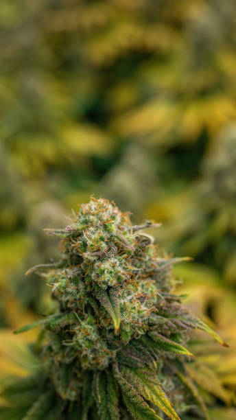 istock Flowers from an indoor cannabis grow 1464956304