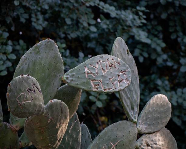 istock Closeup of growing Prickly pear 1464956473