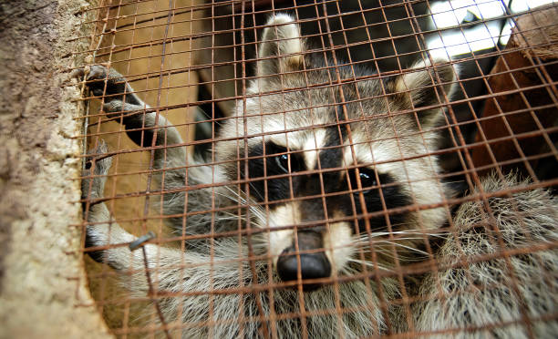 istock A racoon living in a cage and looking to the camera 1464956526