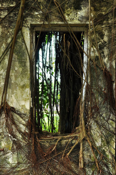 istock A window opening full with tree root in old abandon house 1464956560